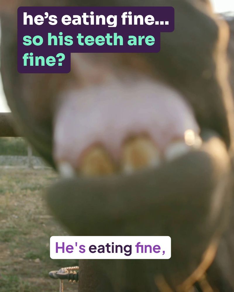 Bright Bite Equine Dental — Instagram Reel cover